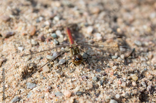 Red darter in the sand, red dragonfly also called ruddy darter, macro view in daylight