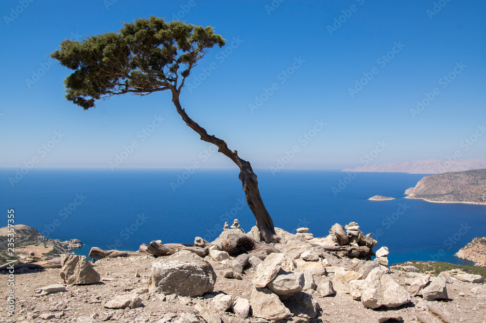 Cupressus sempervirens evergreen Mediterranean cypress tree on the rock on Rhodes island