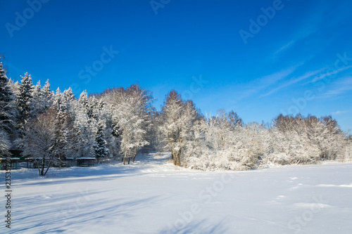 Winter forest on a sunny day. Landscape in the forest on a snowy morning. New Year winter forest.