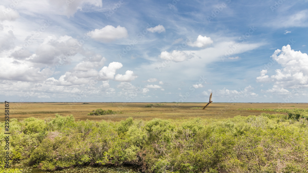 Fototapeta premium everglades national park