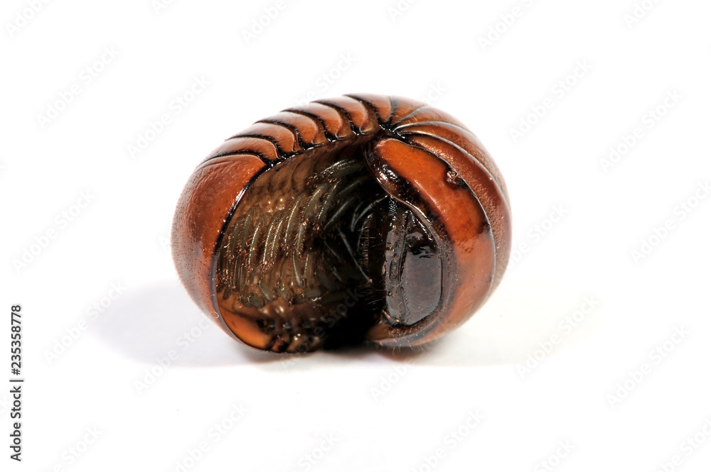 Fotografie Saftkugler (Glomerida) - Pill millipede