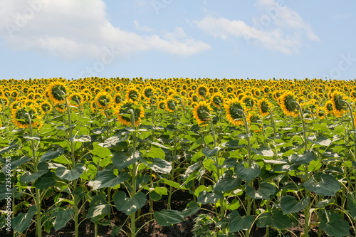 Blooming sunflowers on the field