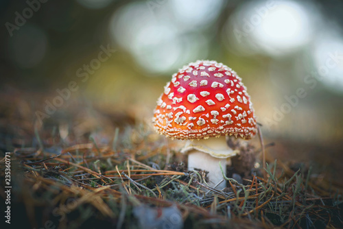 Beautiful small fly agaric. Poisonous fungus, inedible and very dangerous