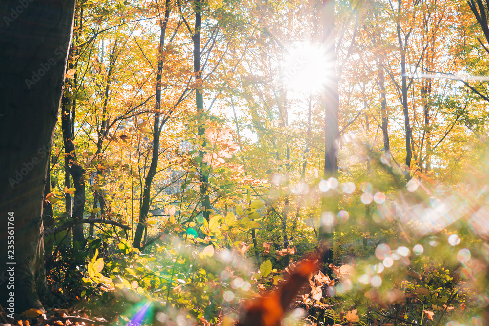 Vivid autumn nature with bright sunrays. Sunlight in colorful