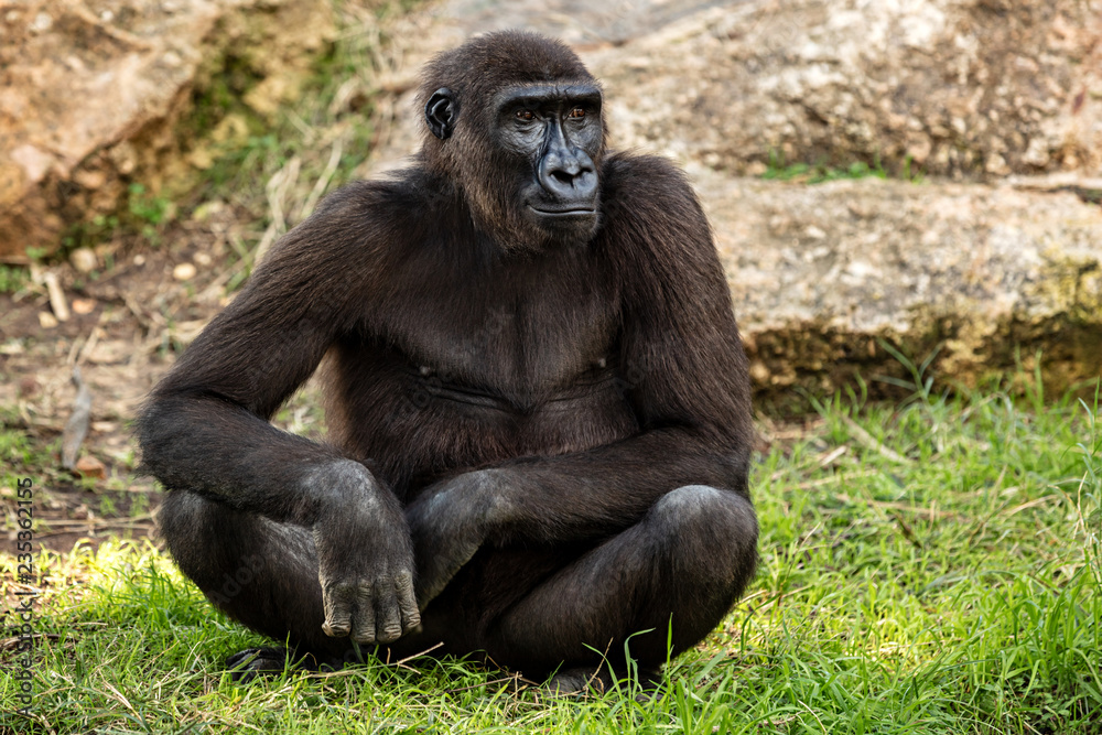 Big Gorilla sits on the grass Big Gorilla sits on the grass