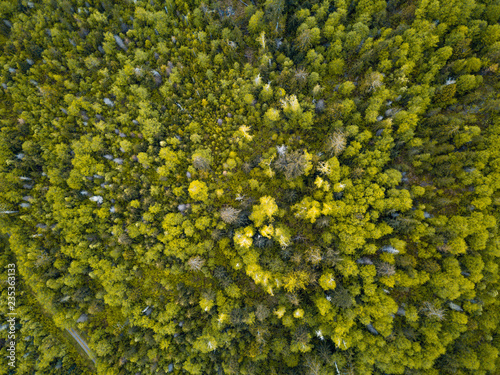 Aerial view from a drone looking down at the dense trees in the rain forests of the American Pacific Northwest