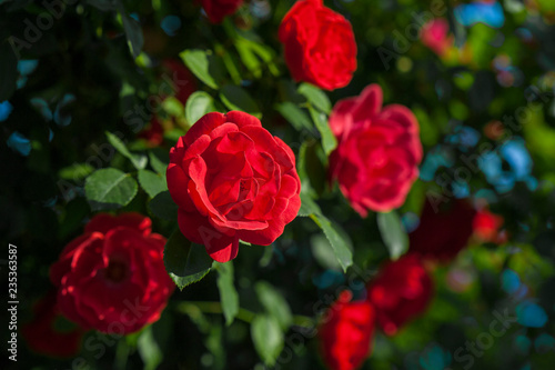 Close up red roses with buds on a background of a green bush. Bush of red roses is blooming in the garden. © Viktoria