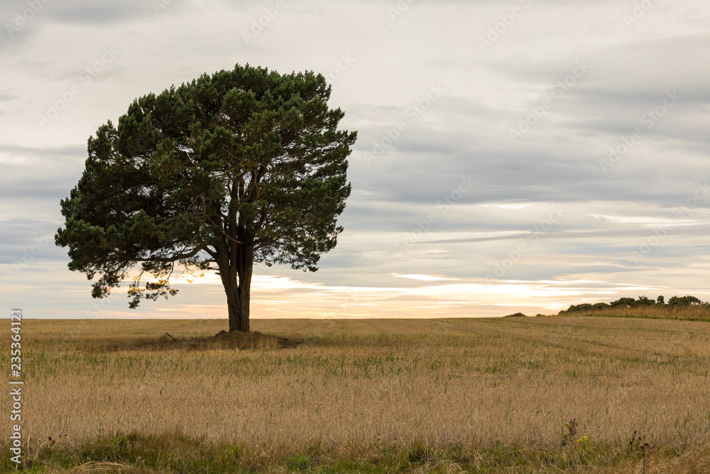 The Lone Tree