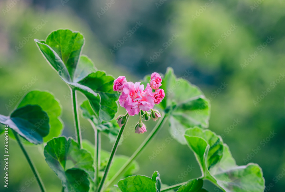Pelargonium flowers closeup. Horseshue pelargonium or Pelargonium zonale. Pelargonium flowers closeup. Horseshue pelargonium or Pelargonium zonale.