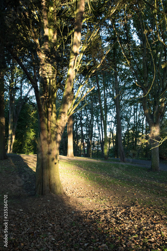 A Patch of Light on the trees