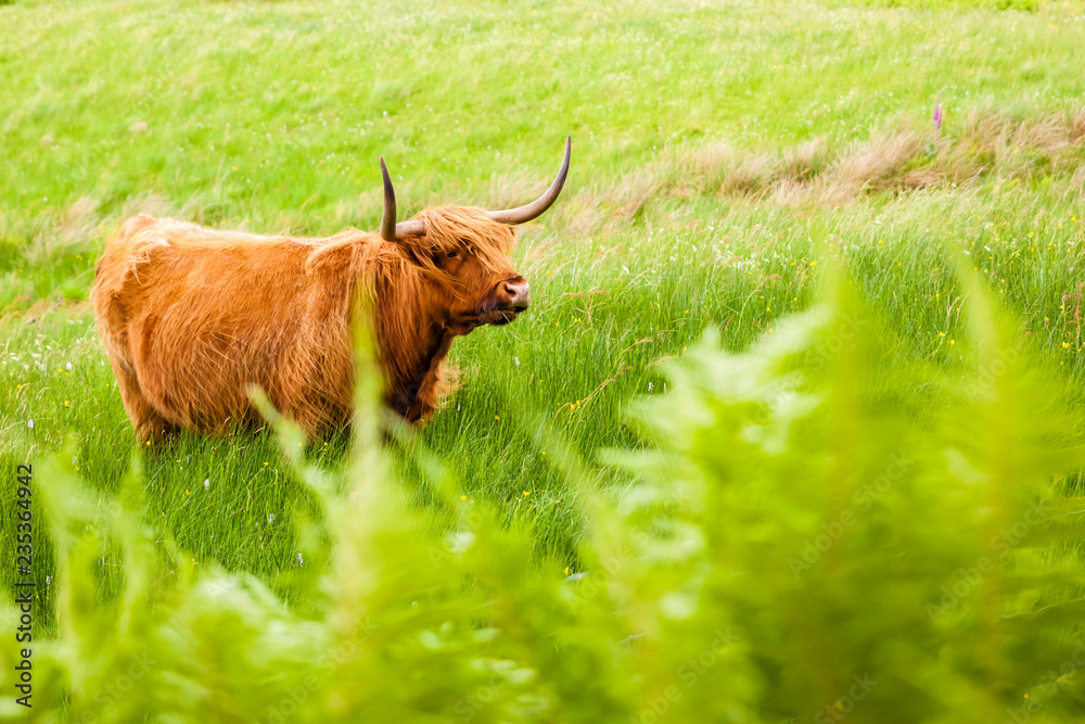 Schottisches Hochlandrind / Highland Cattle oder Kyloe Schottisches Hochlandrind / Highland Cattle oder Kyloe