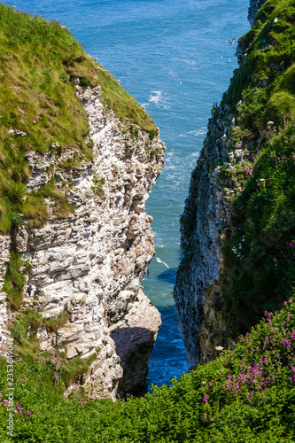 Vereinigtes Königreich, England, Yorshire, Bempton Cliffs photo