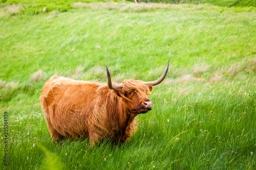 Schottisches Hochlandrind / Highland Cattle oder Kyloe