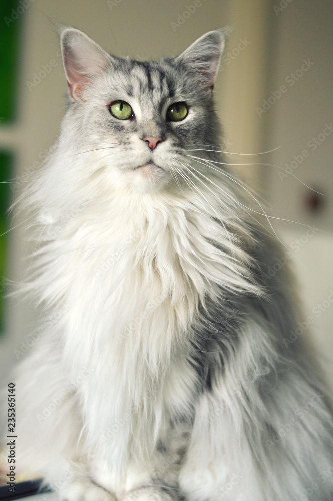 Beautiful maine coon cat. Large breed cat