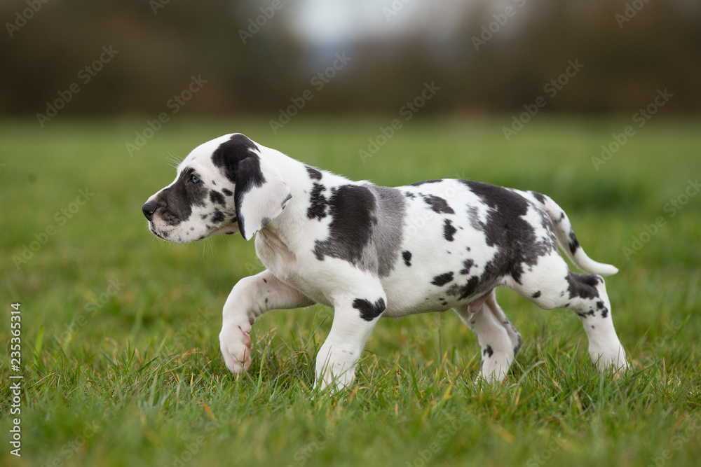 Deutsche Doggenwelpe gefleckt Deutsche Doggenwelpe gefleckt