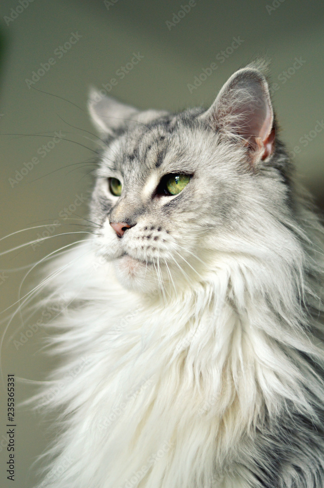 Beautiful maine coon cat. Large breed cat