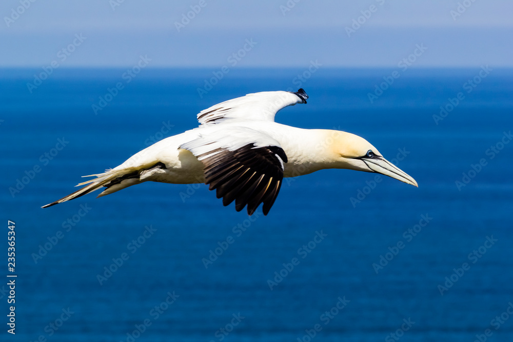 Obraz premium Vereinigtes Königreich, England, Yorkshire, Bempton Cliffs, Basstölpel / Northern Gannet / Morus bassanus