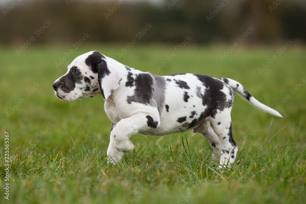 Deutsche Doggenwelpe gefleckt