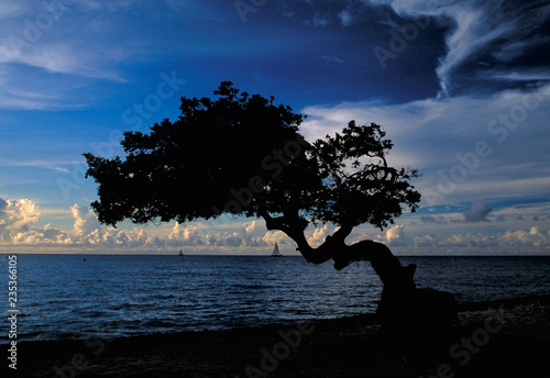 Schilderij op canvas Beautiful Divi Divi Tree on the island of Aruba