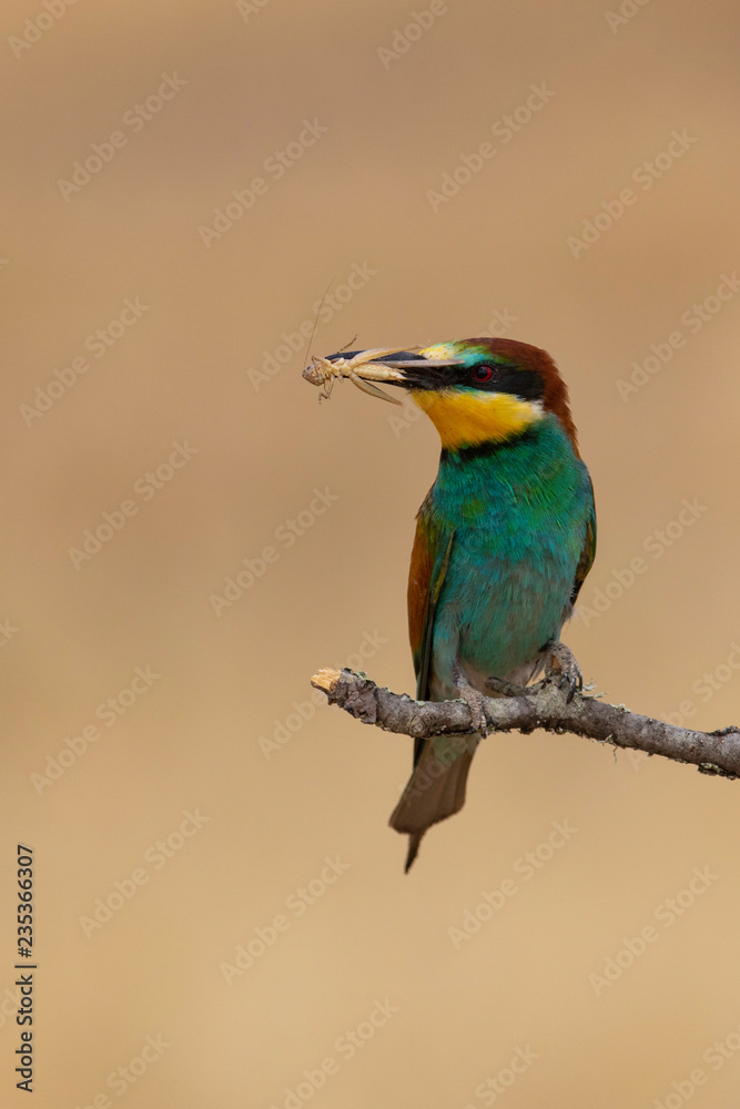 Bee-eater (Merops apiaster): The European bee-eater or common bee-eater is a species of coraciiform bird of the Meropidae family that lives in Eurasia and Africa Bee-eater (Merops apiaster): The European bee-eater or common bee-eater is a species of coraciiform bird of the Meropidae family that lives in Eurasia and Africa