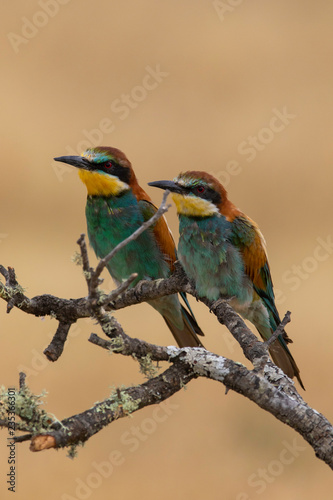 Couple of Bee-eaters (Merops apiaster): The European bee-eater or common bee-eater is a species of coraciiform bird of the Meropidae family that lives in Eurasia and Africa