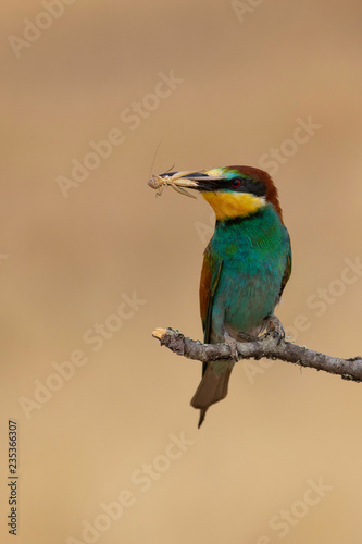 Bee-eater (Merops apiaster): The European bee-eater or common bee-eater is a species of coraciiform bird of the Meropidae family that lives in Eurasia and Africa