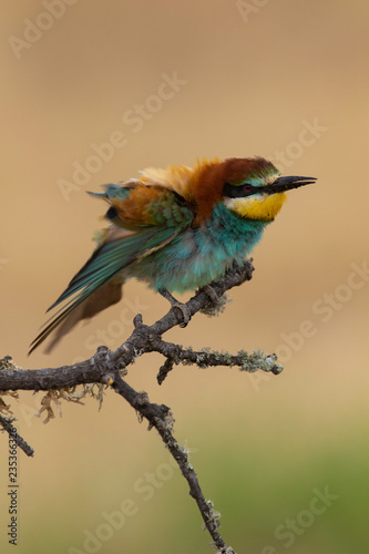 Bee-eater (Merops apiaster): The European bee-eater or common bee-eater is a species of coraciiform bird of the Meropidae family that lives in Eurasia and Africa