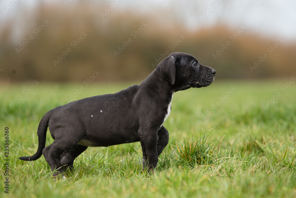 Deutsche Dogge Welpe Deutsche Dogge Welpe