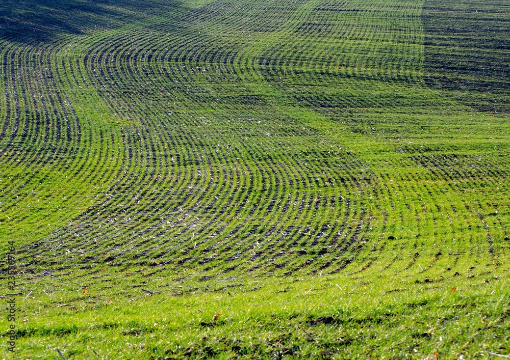 Young green shoots of winter wheat on an autumn field on a sunny day, rural landscape