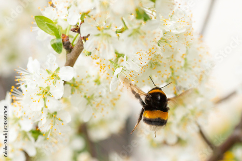 Konstfotografi Fliegende Hummel an Kirschblüte