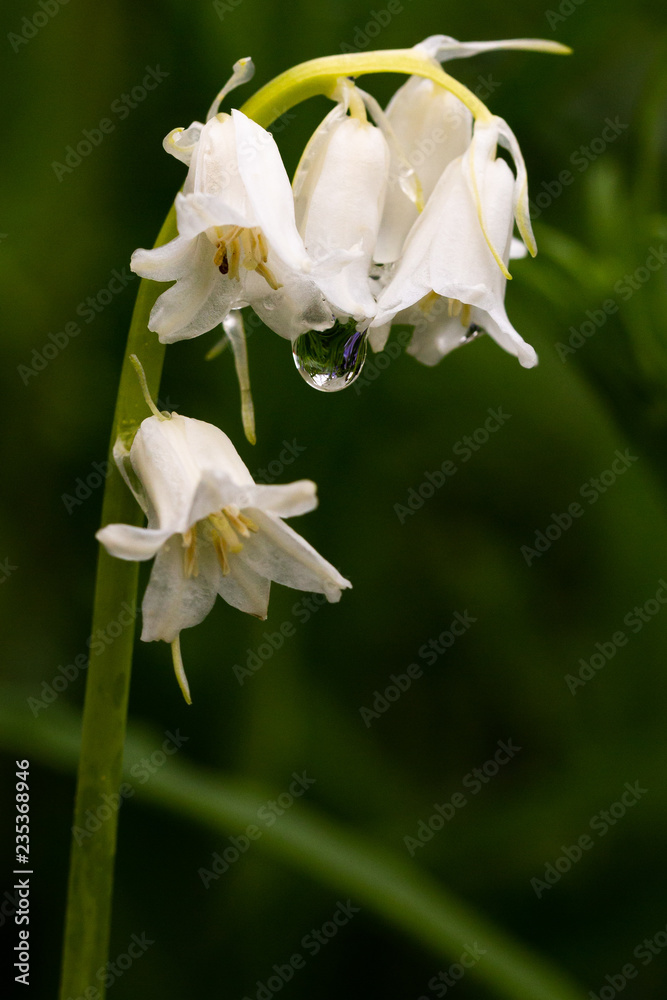 Obraz premium tropfen