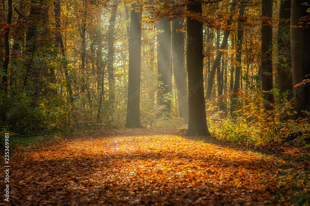 Fototapeta premium Herbstwald mitten in Hannover