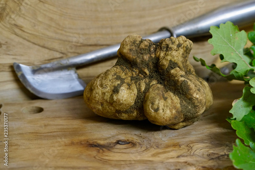 Wonderful white truffle on olive table