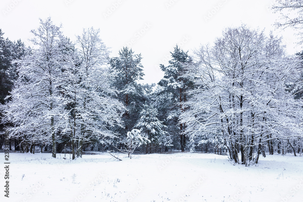 Naklejka premium Winter rustic forest with pine and deciduous trees