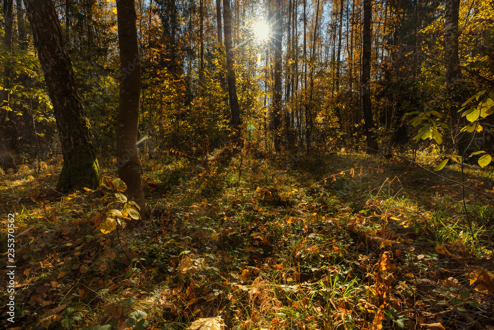 Autumn landscape with sunshine wading through dense forest Autumn landscape with sunshine wading through dense forest