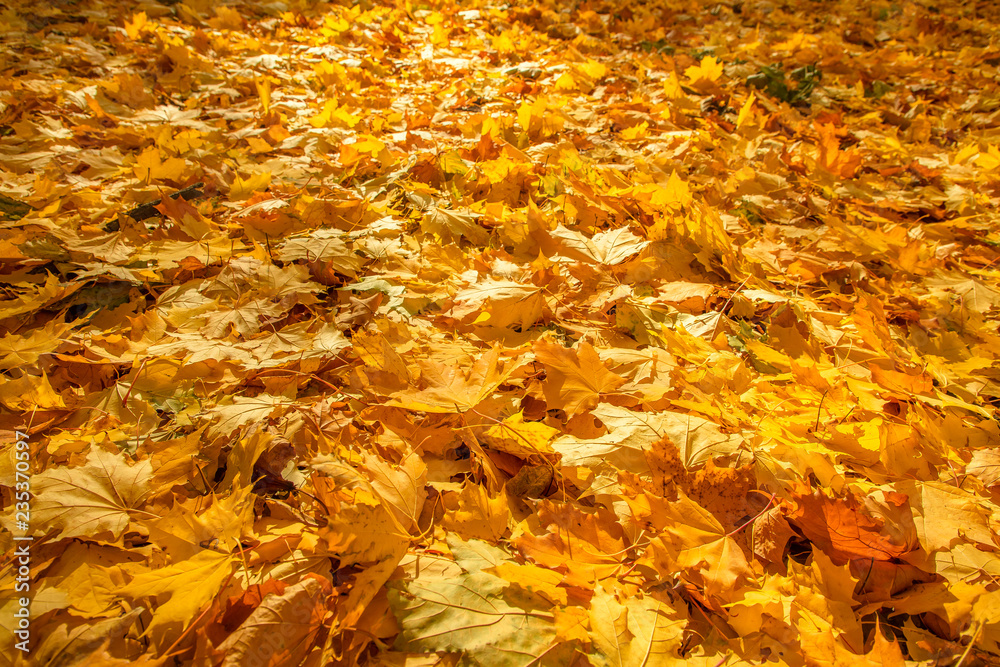 Background for texture consisting of scattered bright yellow autumn maple leaves Background for texture consisting of scattered bright yellow autumn maple leaves