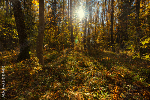 Autumn landscape with sunshine wading through dense forest