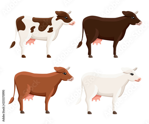 Collection of cute cows. Farm domestic animal. Flat style animal design. Vector illustration isolated on white background