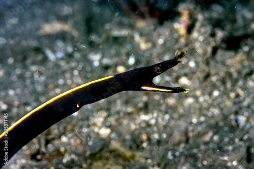 ribbon eel; Rhinomuraena quaesita; l photo