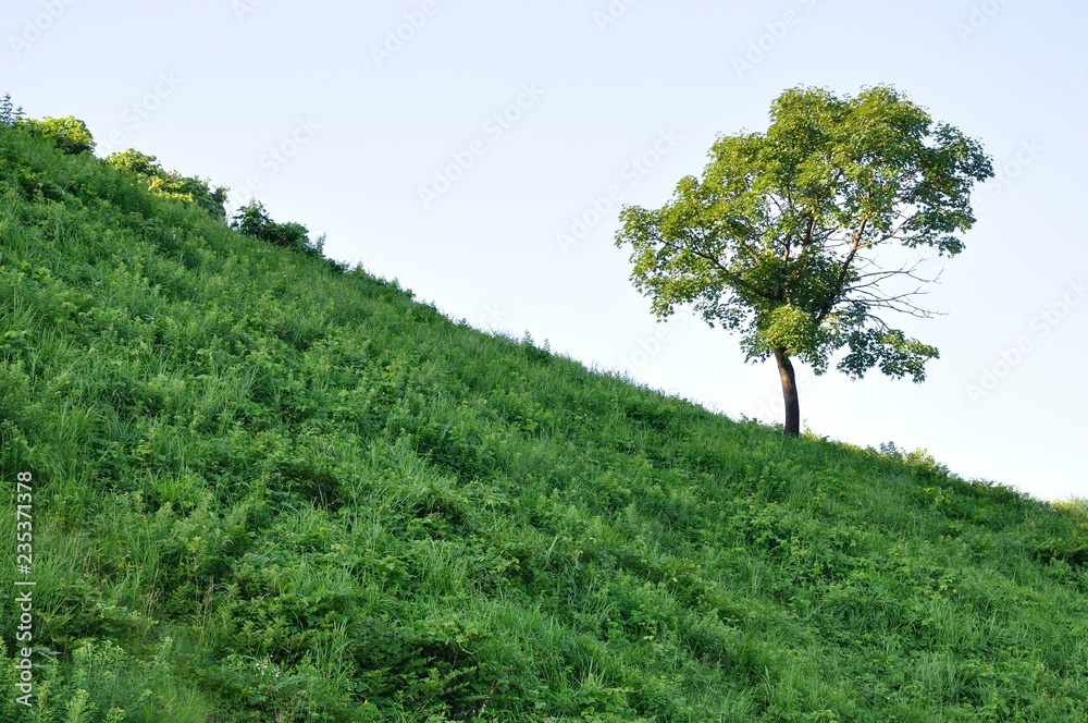丘の木