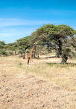 Giraffes in the savannah of Tanzania