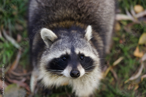 Portait of adult female common raccoon