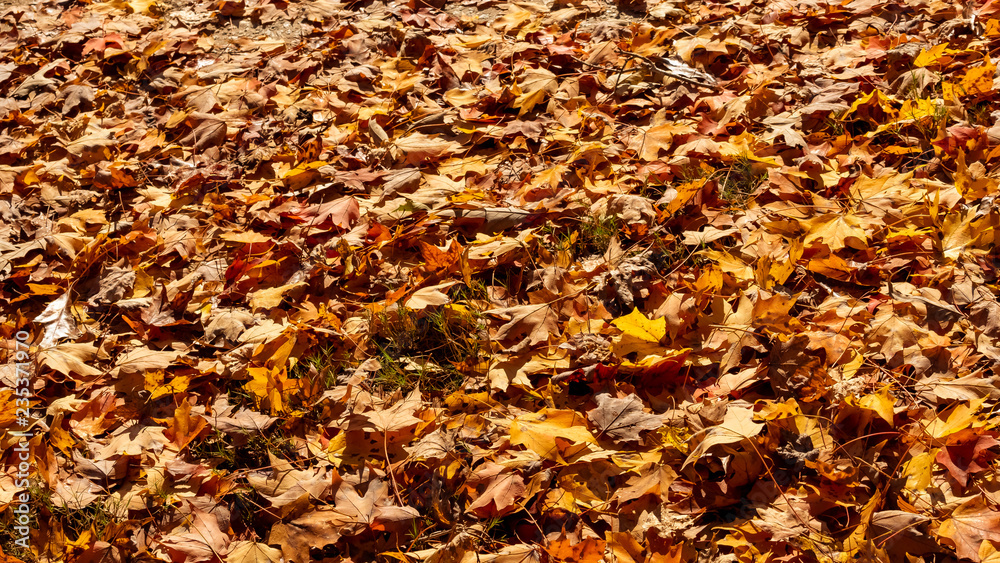 autumn leaves background