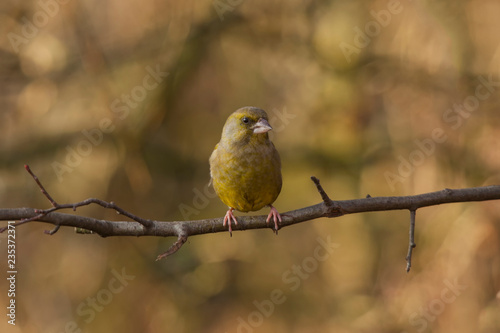 Greenfinch perched 