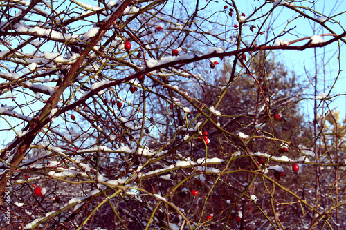 Winter rose - red berries in the middle of winter