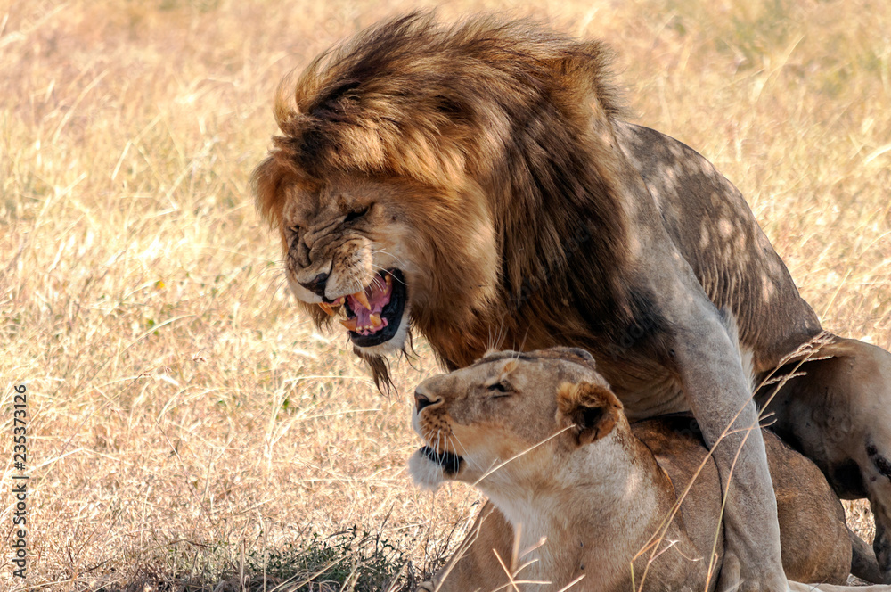 Naklejka premium Lions in Tanzania on a clear day