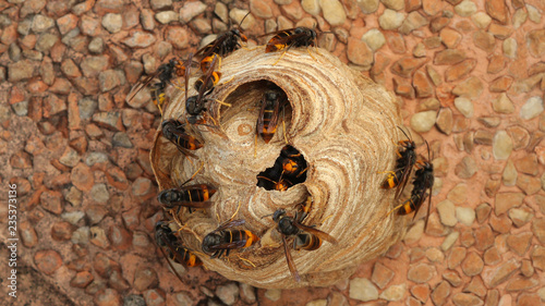 Nido de Vespa Velutina o avispa asiática en Cantabria, España