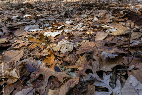 autumn brown foliage on the ground