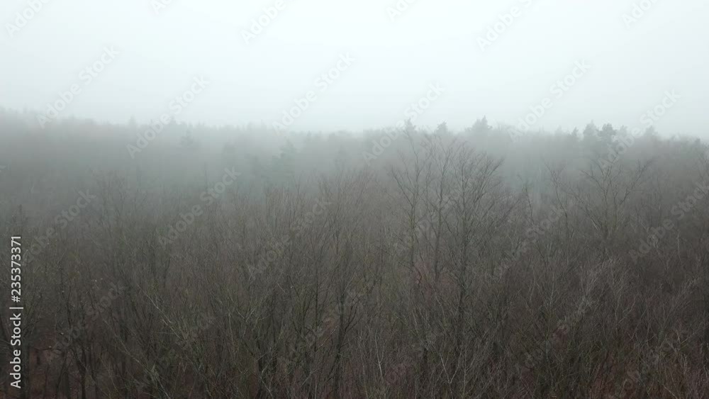 road path woods fog autumn trees bushes hoarfrost fog gray gloomy road path woods fog autumn trees bushes hoarfrost fog gray gloomy