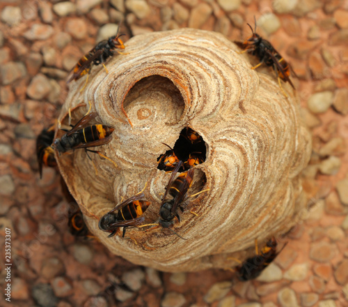 Nido de Vespa Velutina o avispa asiática photo